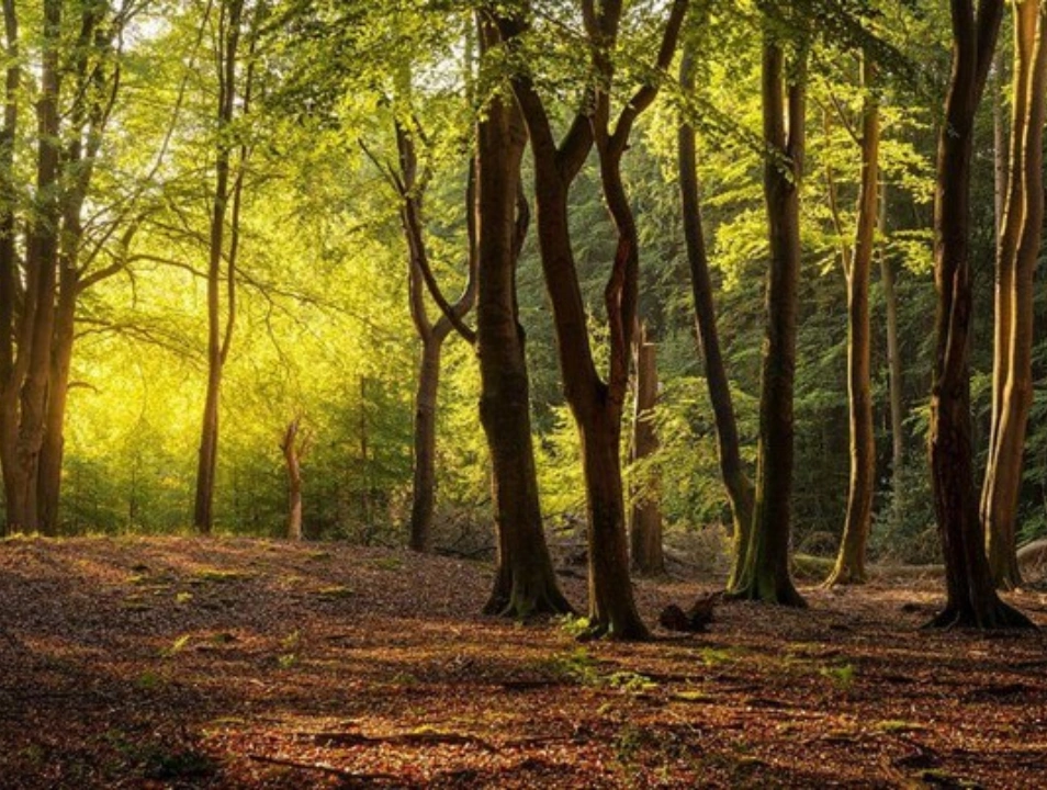 Paleisweg - Ermelo - Afbeelding 1