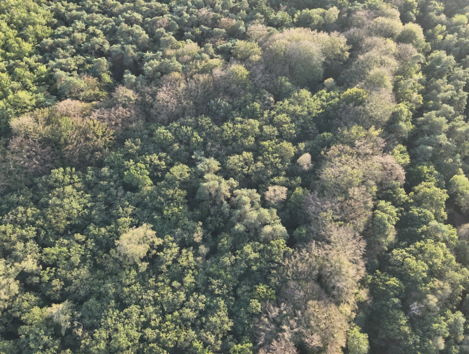 Paleisweg - Ermelo - Afbeelding 4