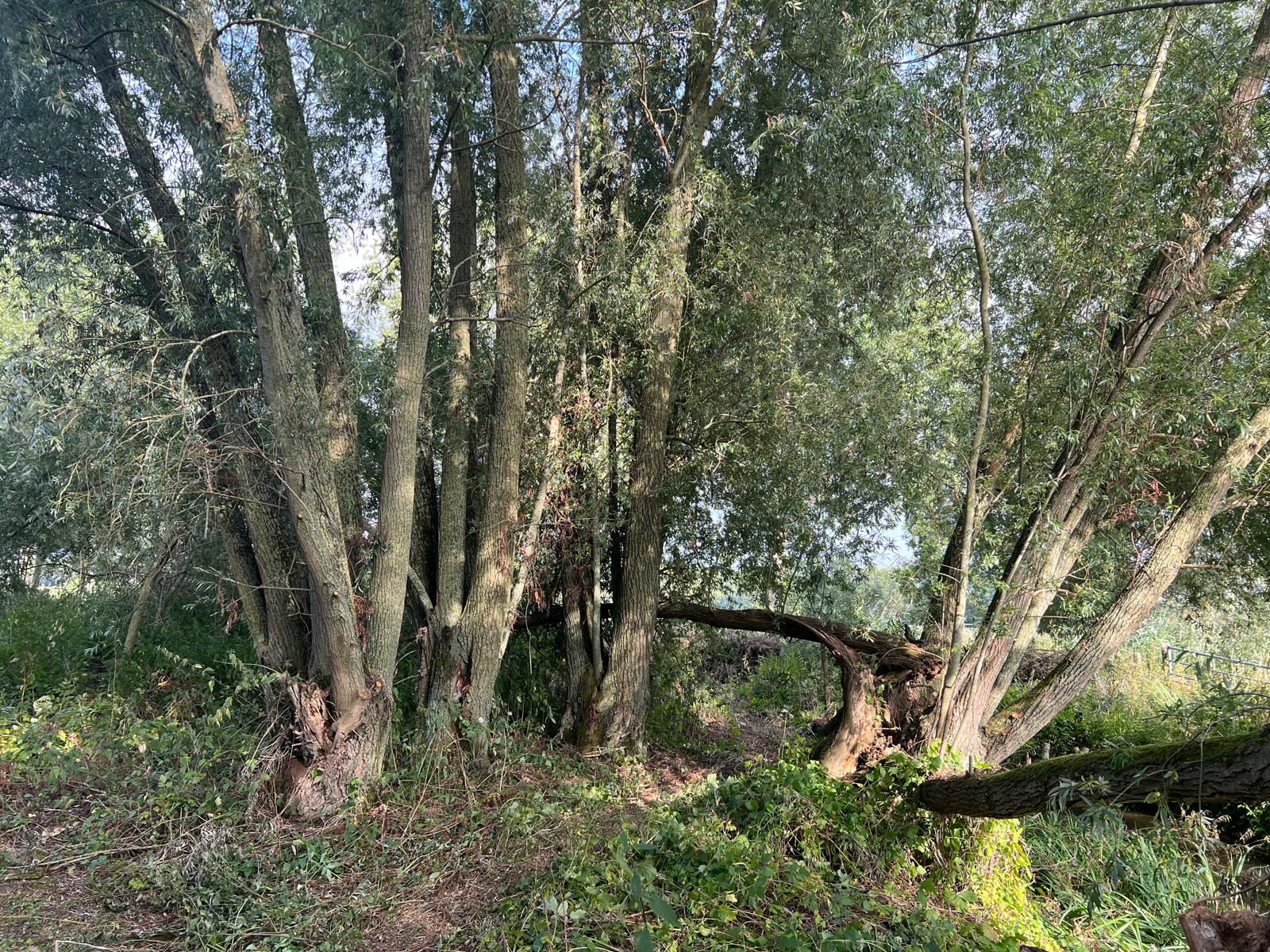 Diefdijk - Leerdam - Afbeelding 5