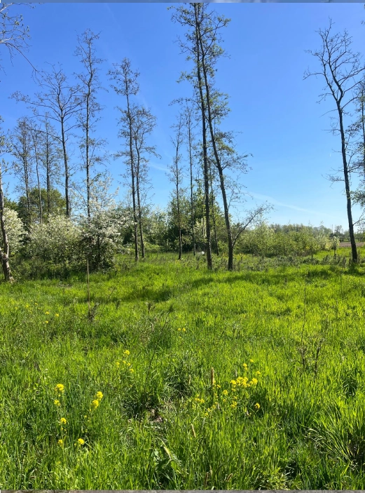 Uniek stuk natuurgrond - Vianen - Afbeelding 7