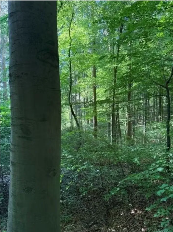 Uniek Beleggingsobject in Duitsland - Afbeelding 3
