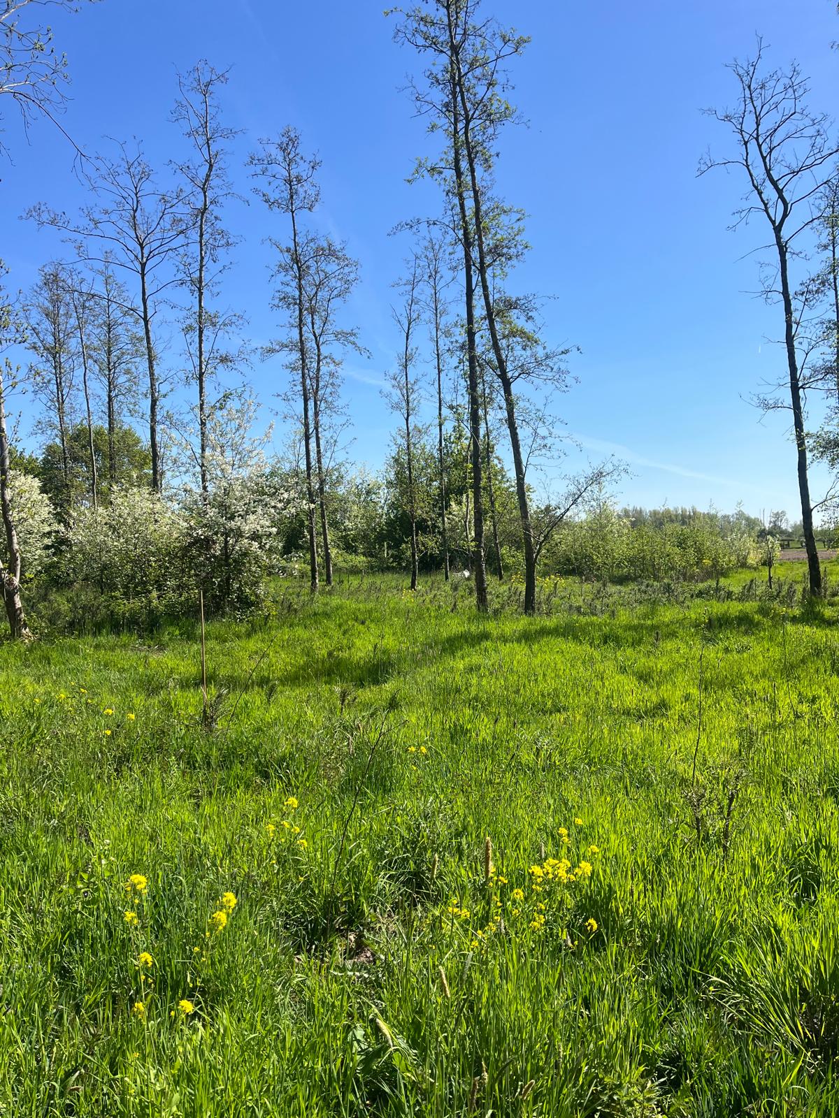 Uniek stuk natuurgrond - Vianen - Afbeelding 5
